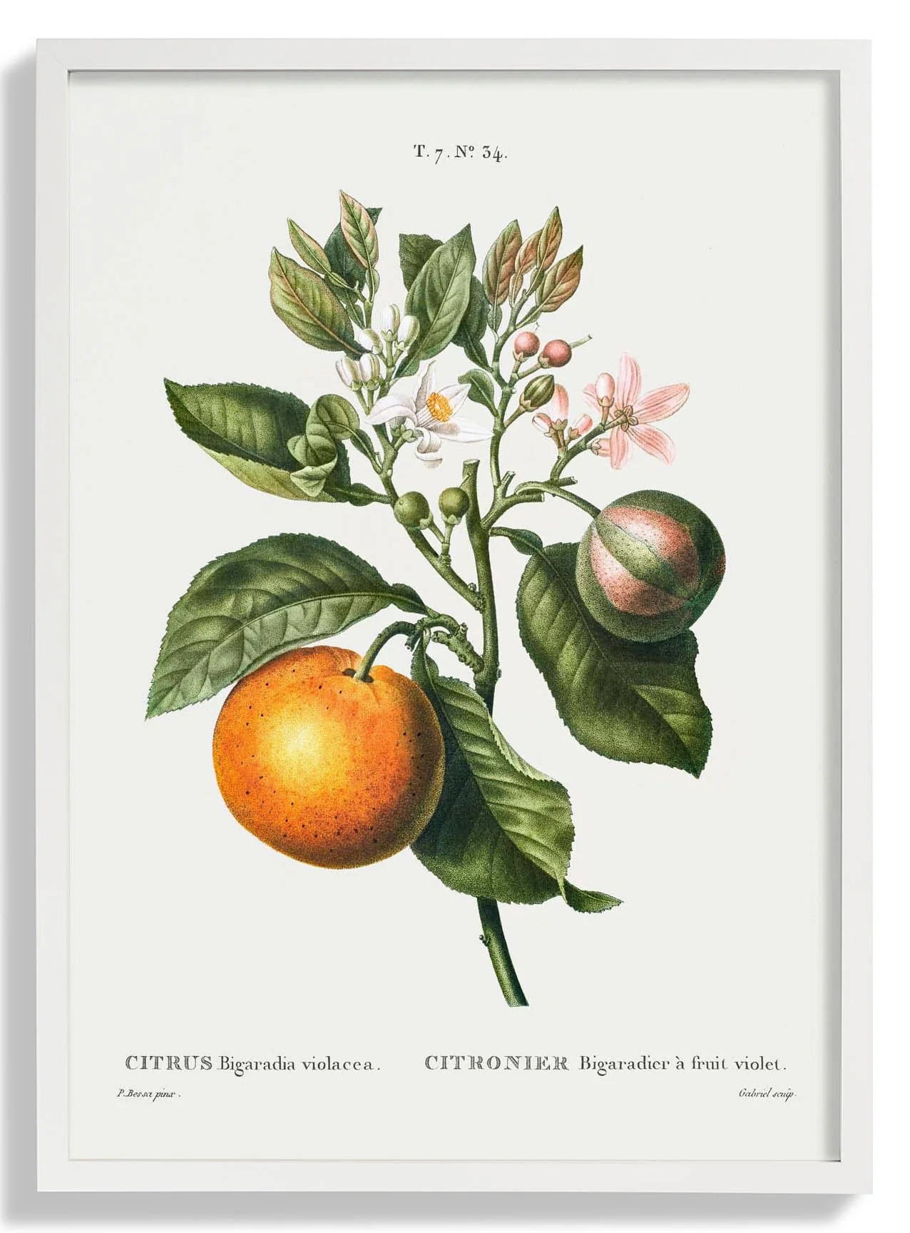 Bitterorange Blume