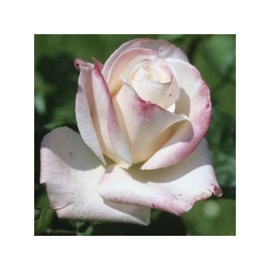 Rosier buisson 'Comtesse Brigitte Chandon Moët®' (Dorfaut): pot de 5 L