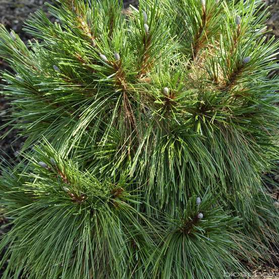 Pinus x ' Schwerinii Wiethorst'