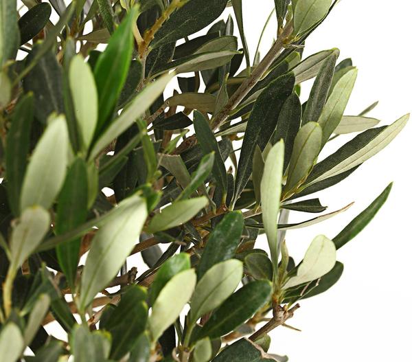 Olive, Busch
