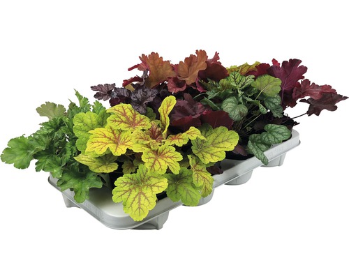 Coral Bells FloraSelf Heuchera x Hybridum Ø 12 cm pot willekeurige variëteitselectie