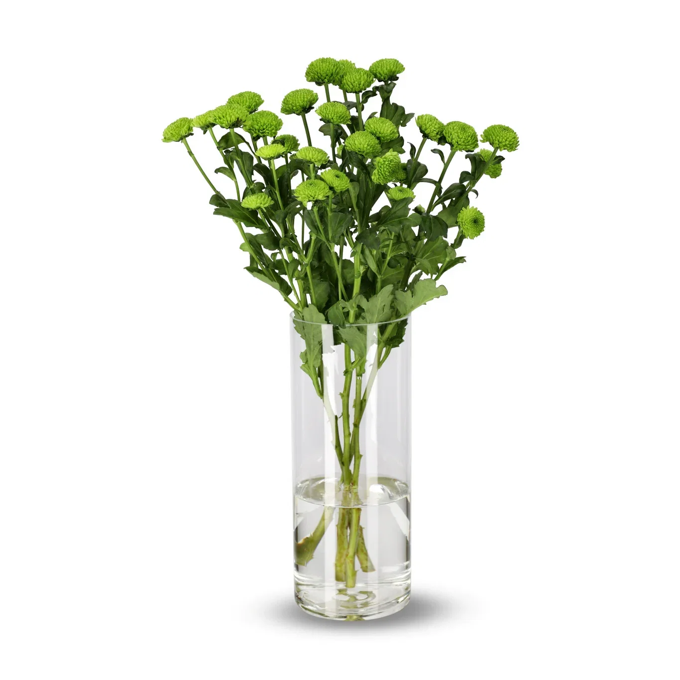 Krysantemum 4pk Høyde 50 cm