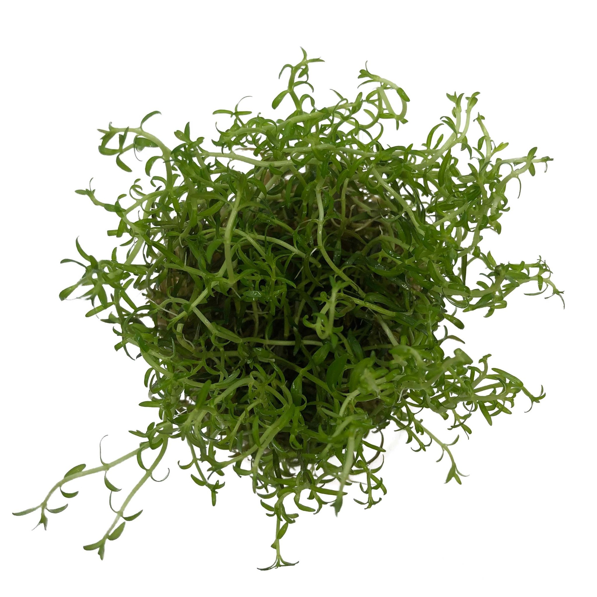 Waterplant Ludwigia arcuata in-vitro | Stengelplant