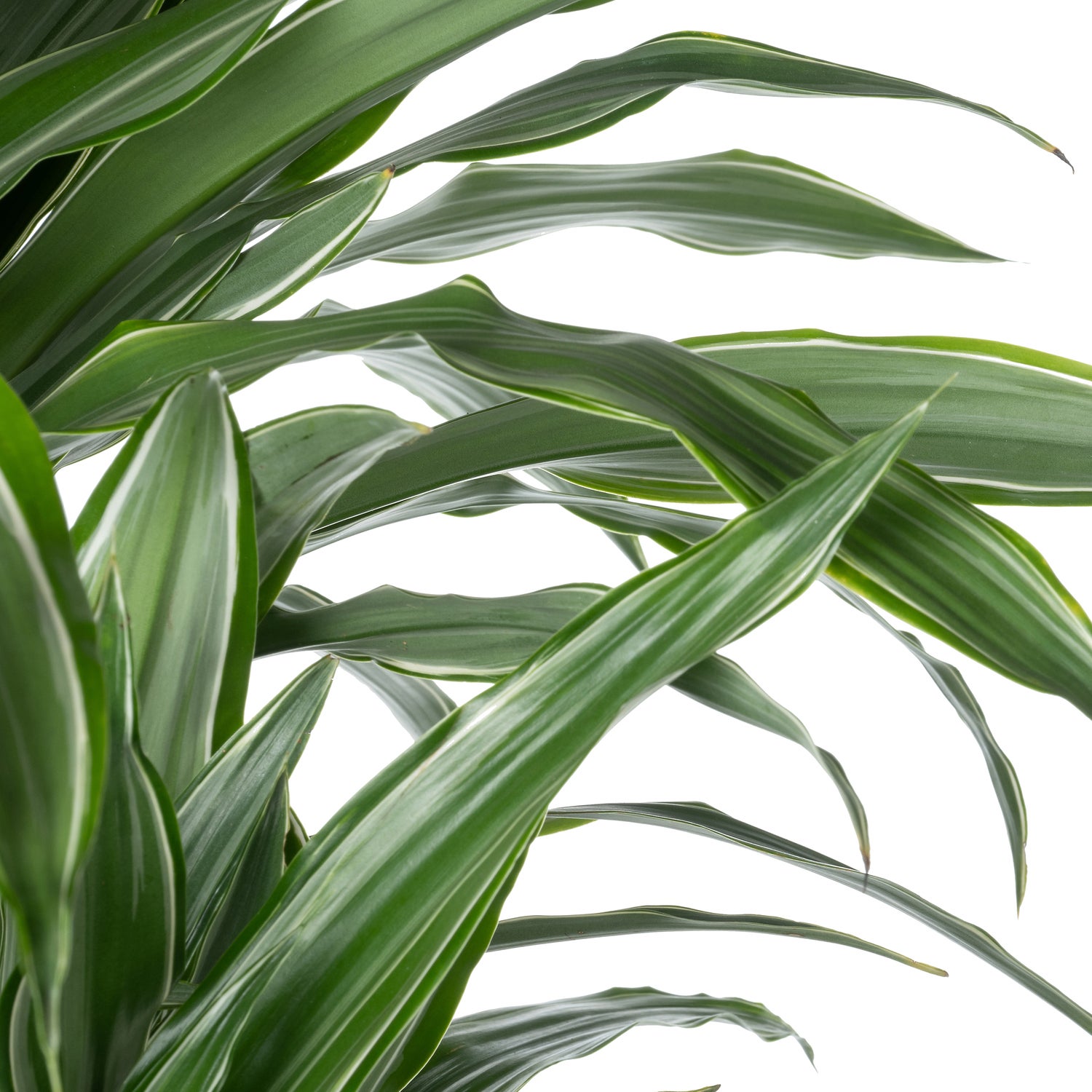 Drakenbloedboom (Dracaena fragrans 'Warneckei') D 27 H 110 cm