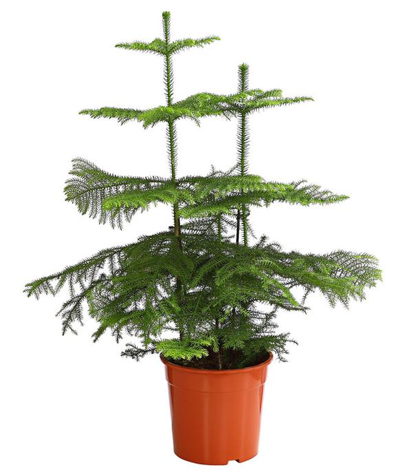 Zimmertanne - Araucaria heterophylla