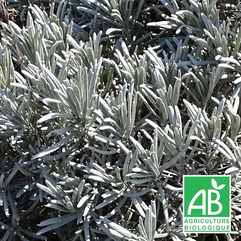 Lavande x intermedia dutch lavander bio/lavandula x intermedia dutch lavander[-]lot de 9 godets