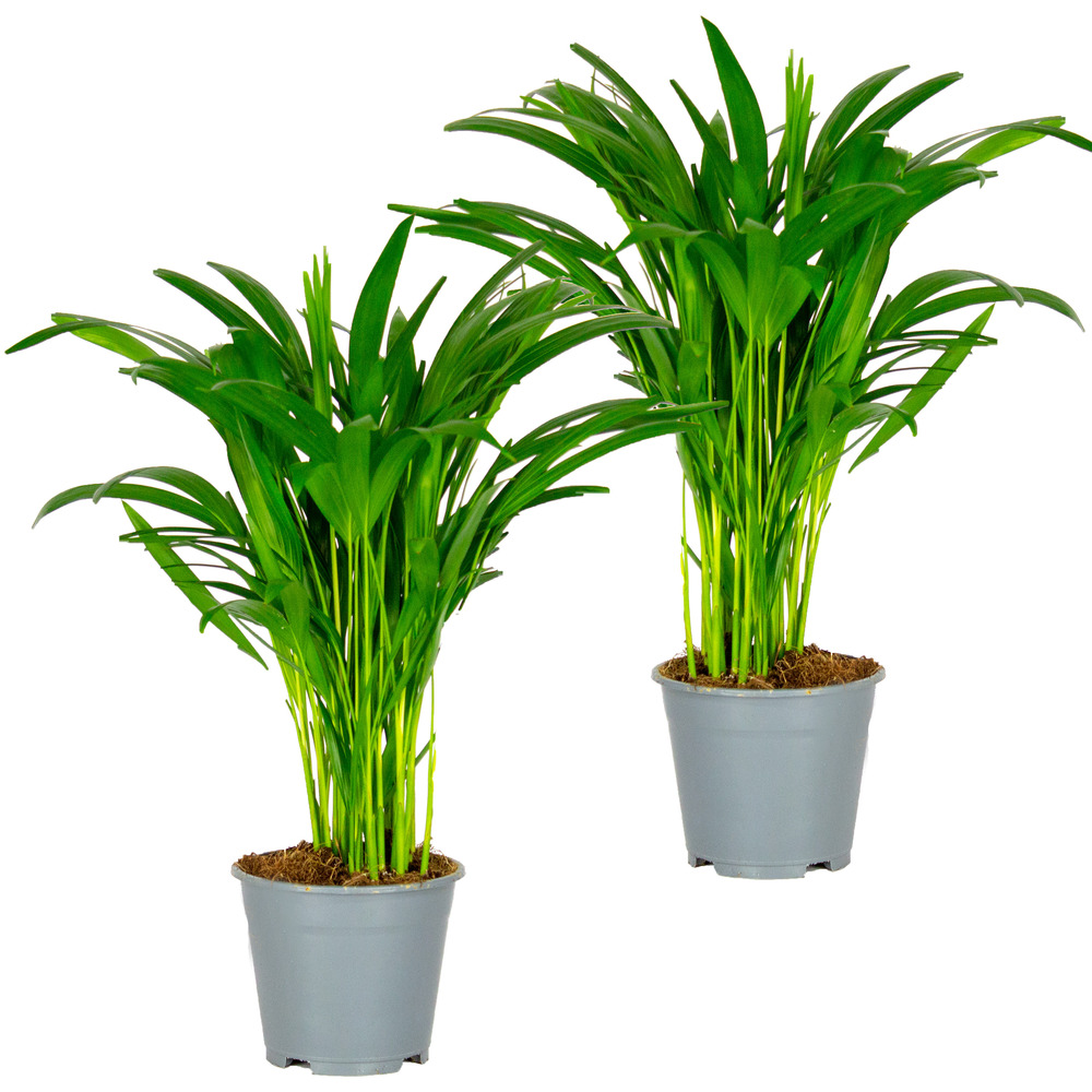 2x dypsis lutescens - palmier dorés - plante d'intérieur - entretien facile – ⌀14 cm - ↕40-50 cm
