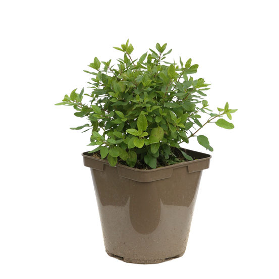 Salvia Grahamii : C3L Marque Truffaut