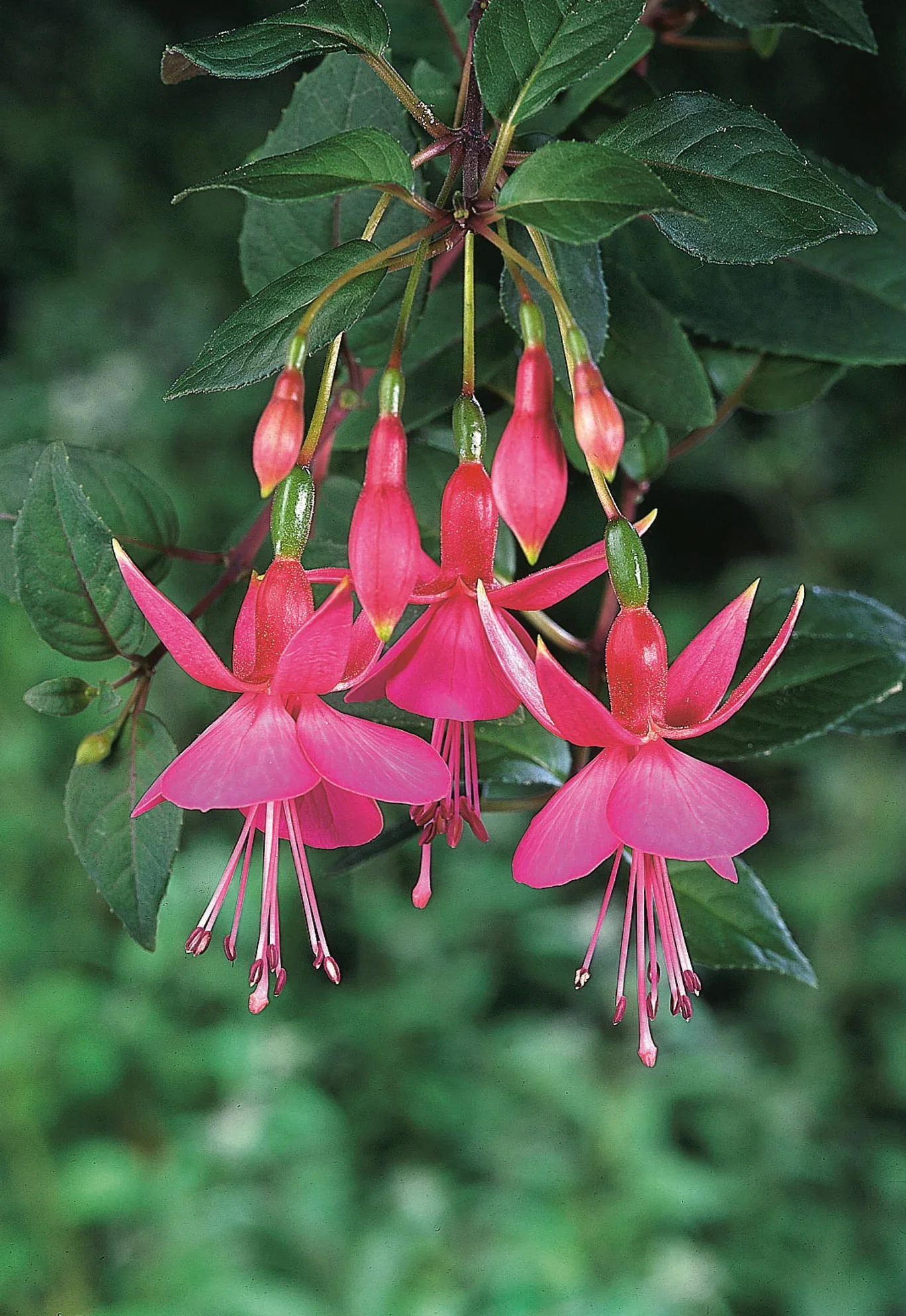 Fuchsia Fuchsia stikling Ø6 cm