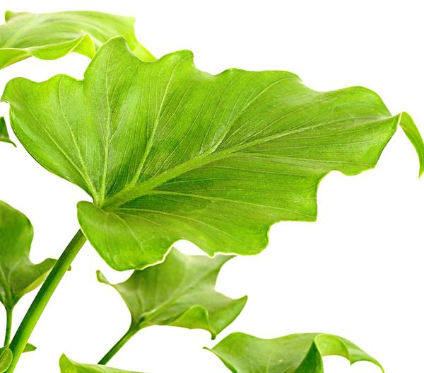 Baumfreund - Philodendron 'Little Hope'