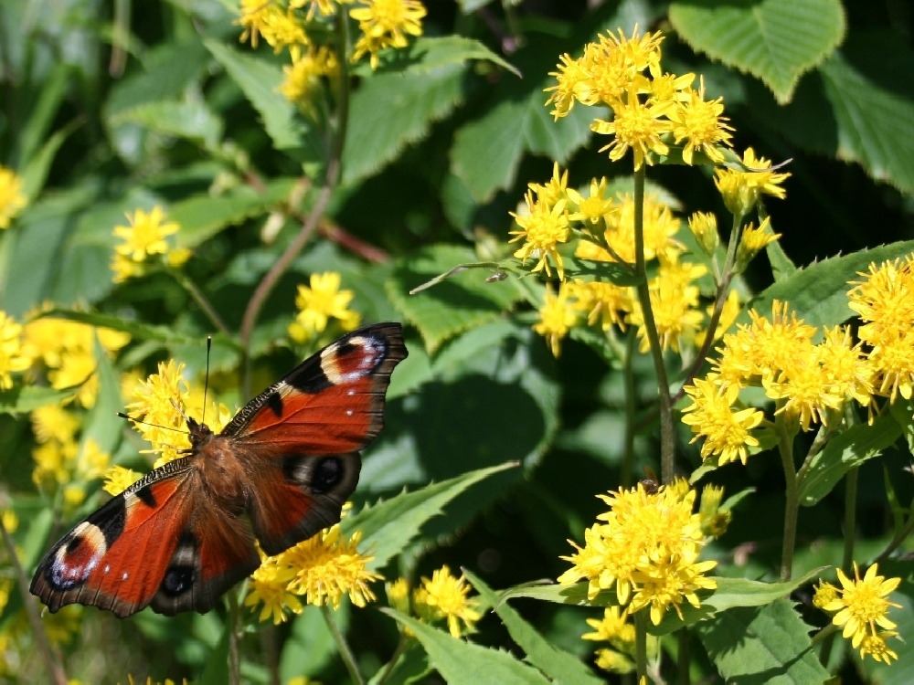 Solidage verge d'or - 100 graines - solidago virgaurea