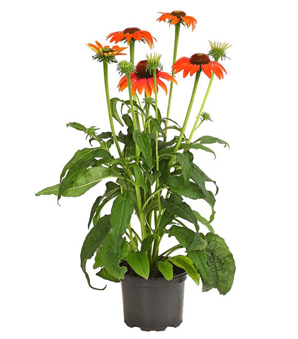 Garten-Scheinsonnenhut 'Cheyenne Spirit'