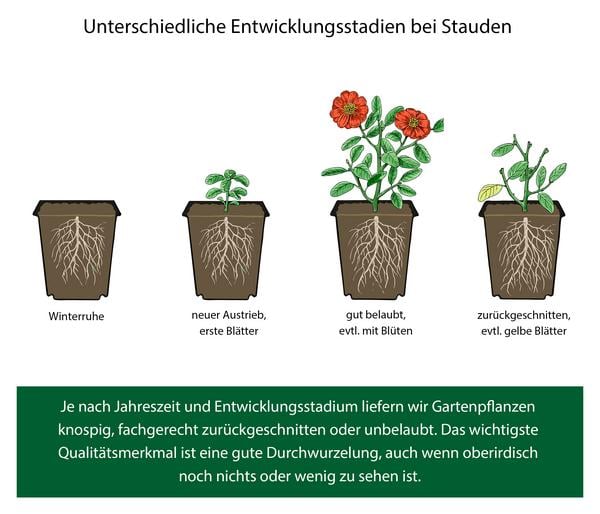 Bio Braunelle