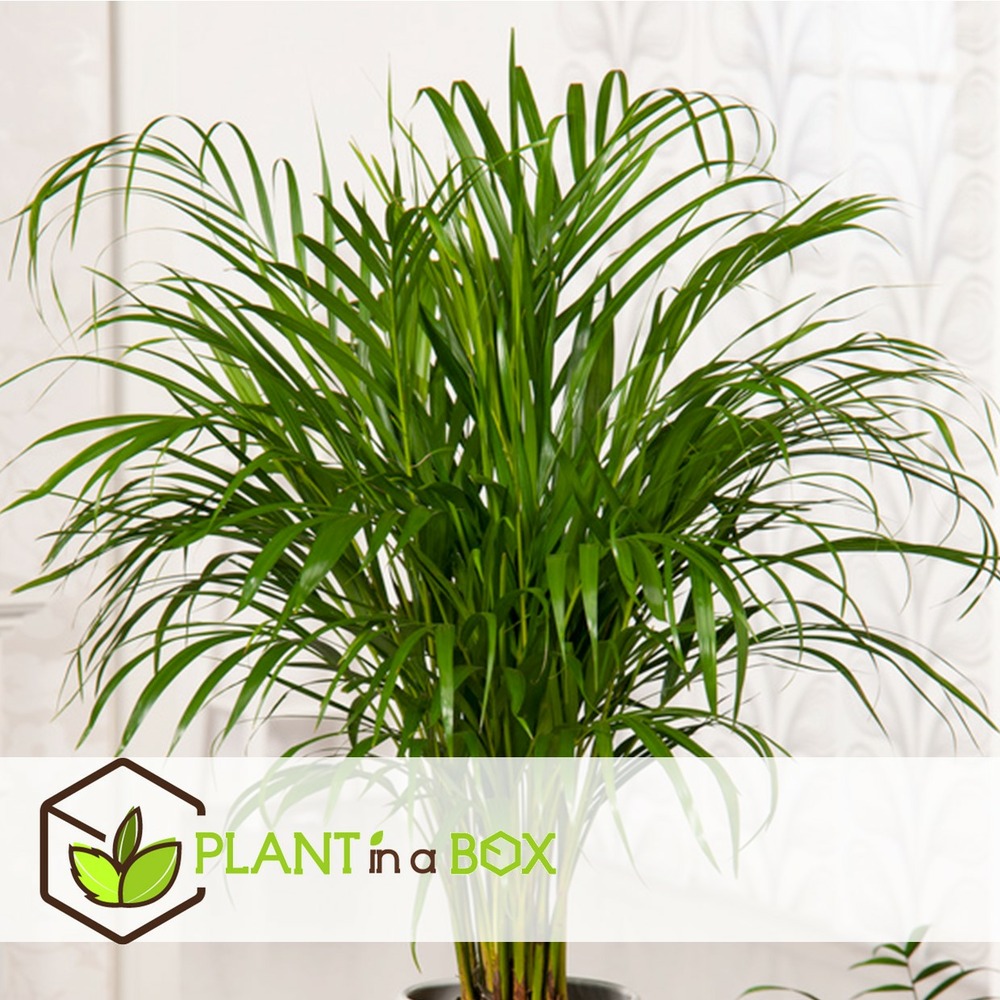 Dypsis lutescens - set de 2 - palmier - pot 21cm - hauteur 100-120cm