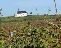Wildkräuterwanderung durch die Weinberge als Geschenk | MYDAYS