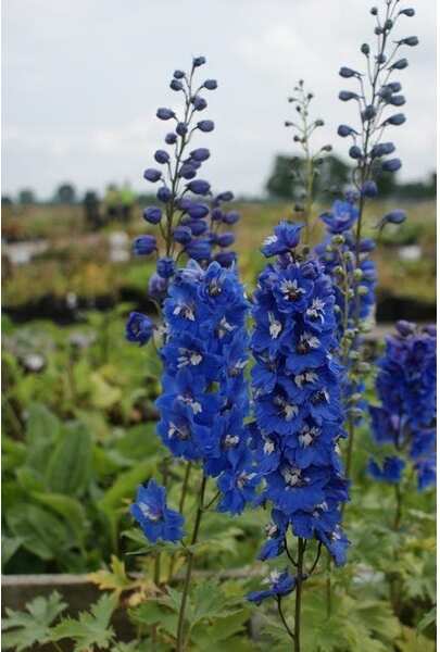 Ridderspoor (Delphinium 'Blue Bird') D 9 H 10 cm