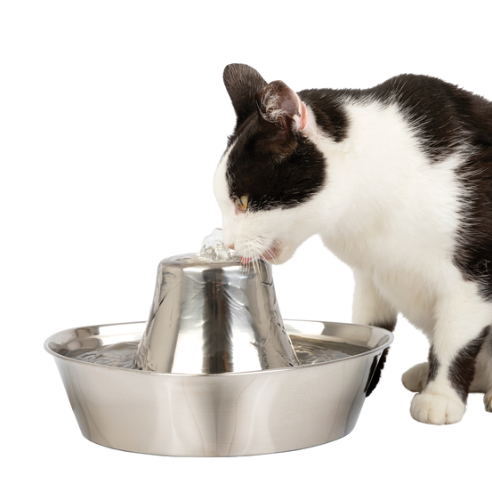 Fontaine en acier inoxydable pour animaux de compagnie Seaside 1.8L