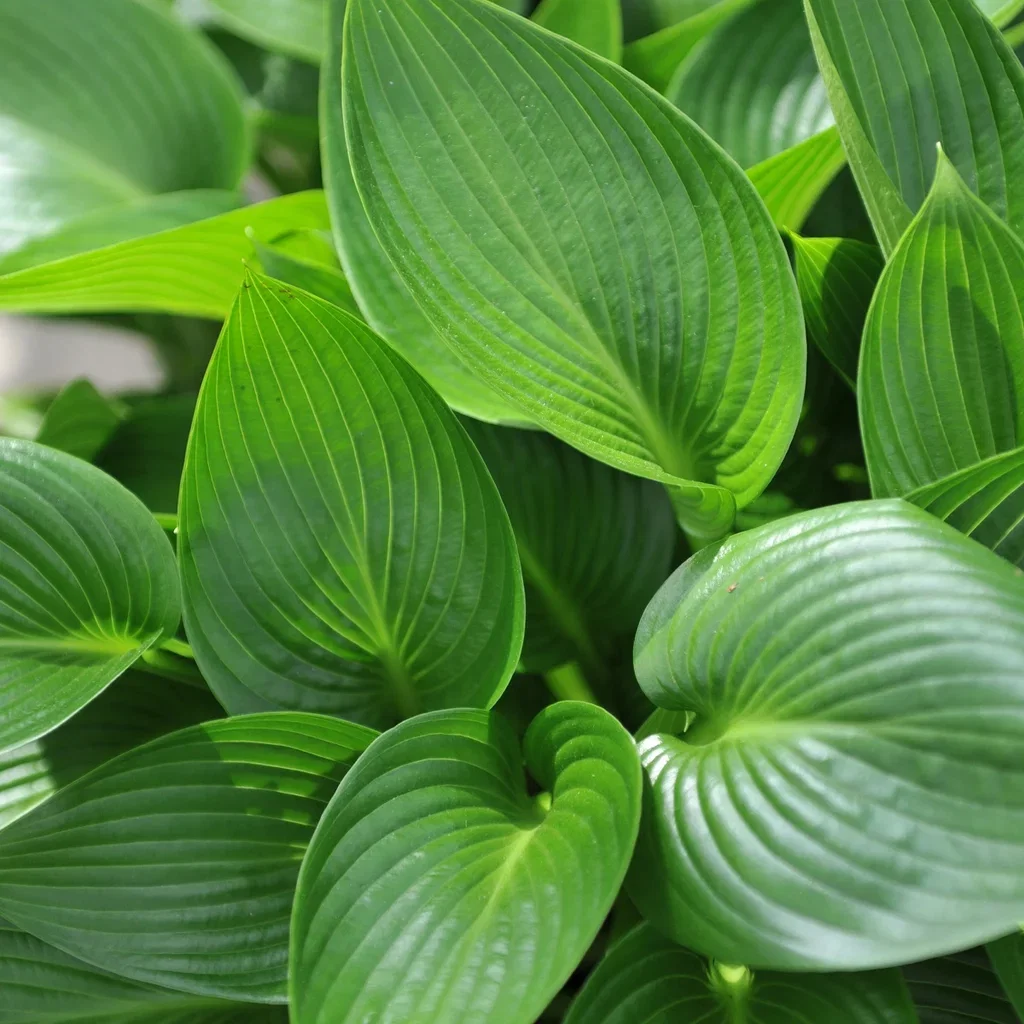 Hosta (Tardiana-Group) 'Devon Green' Bladlilje 'Devon Green' Ø19 cm