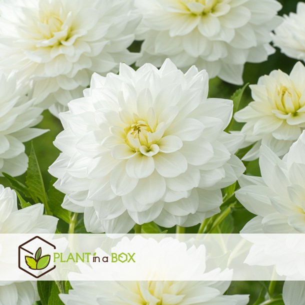 Dahlia white perfection - 3