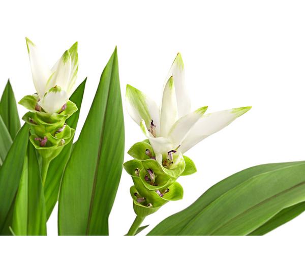 Indische Safranwurz - Curcuma alismatifolia