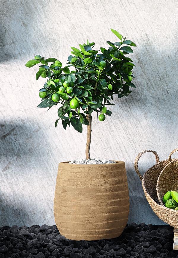Persische Limette 'Lima Verde'
