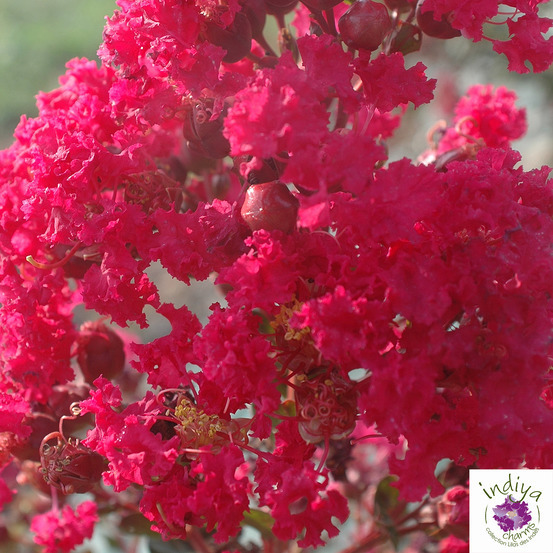 Lilas des Indes pot 12L - Coloris variables