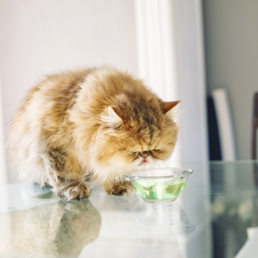 Enxaguante bucal Virbac Vet Aquadent para cães e gatos.