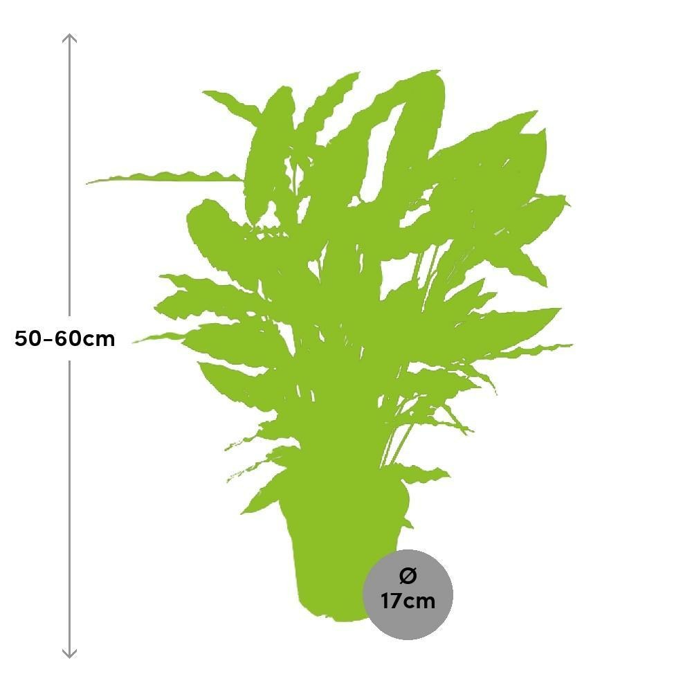 Plante d'intérieur - calathea rufibarba 55.0cm
