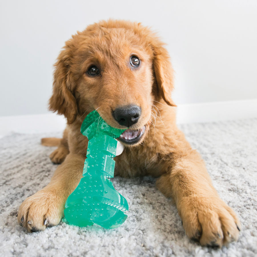 Brinquedo dental Kong Squeeze para cães