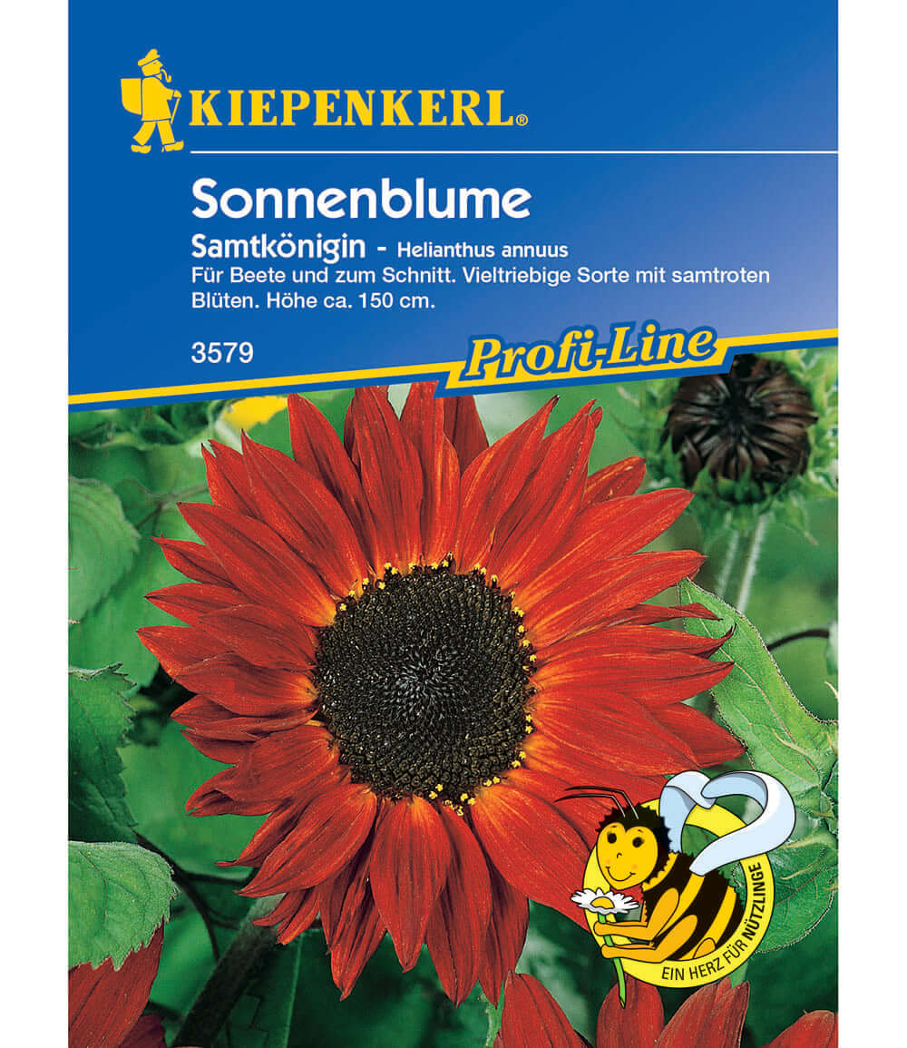 Sonnenblume 'Samtkönigin'