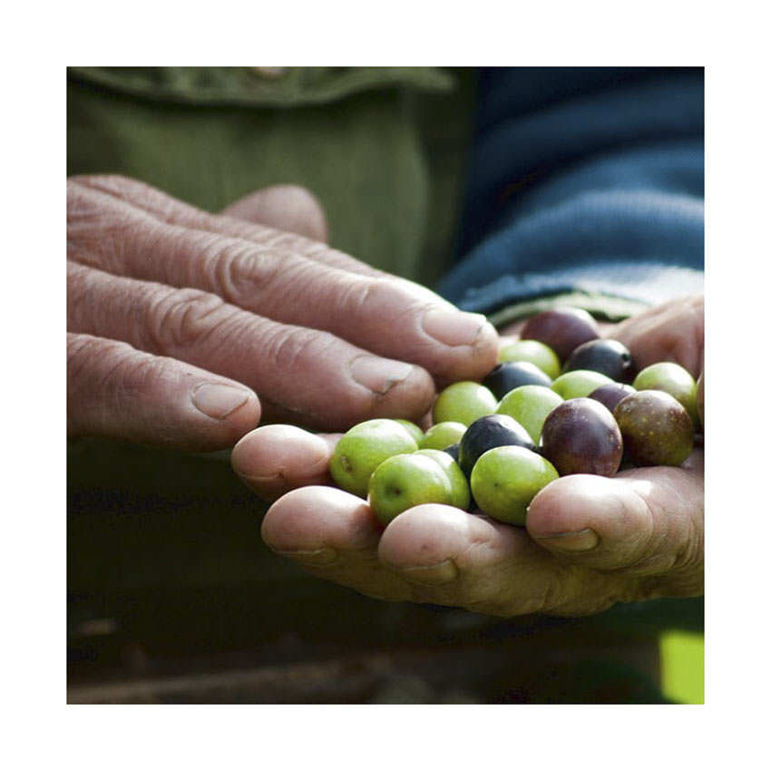 Olives vertes siciliennes - Variété Nocellara