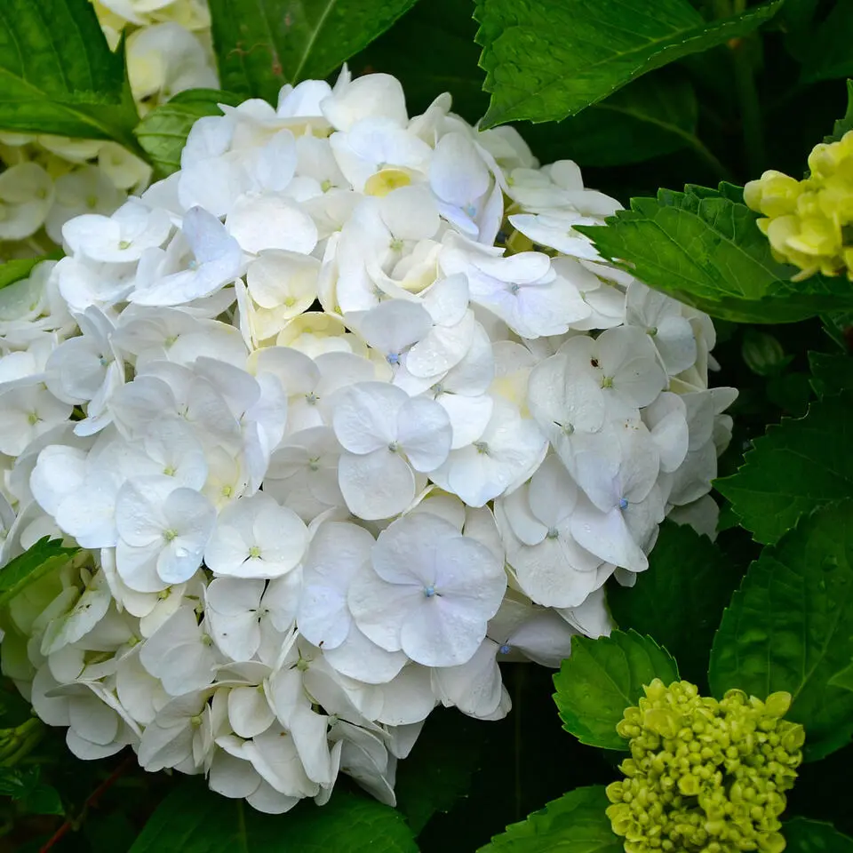 Bolhortensia - Set van 3 - Hydrangea macrophylla 'Wudu' - Hoogte 25-40cm - ⌀9cm