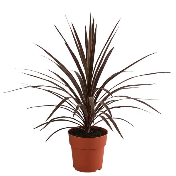 Keulenlilie - Cordyline australis
