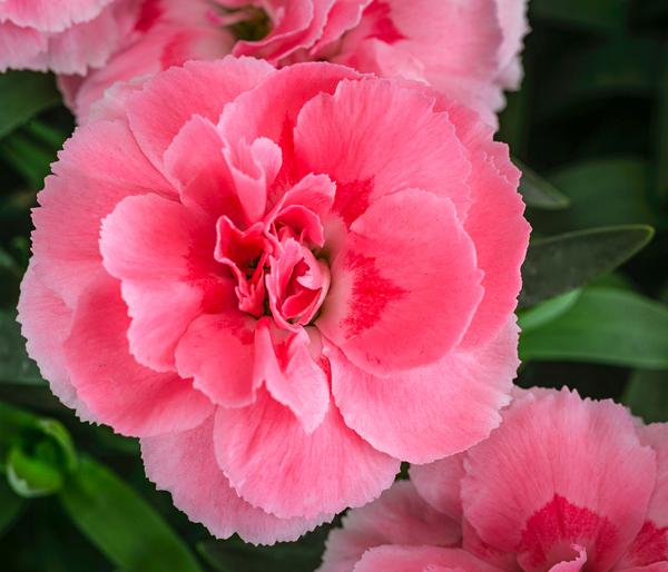 Garten-Nelke, verschiedene Farben, 4er-Set