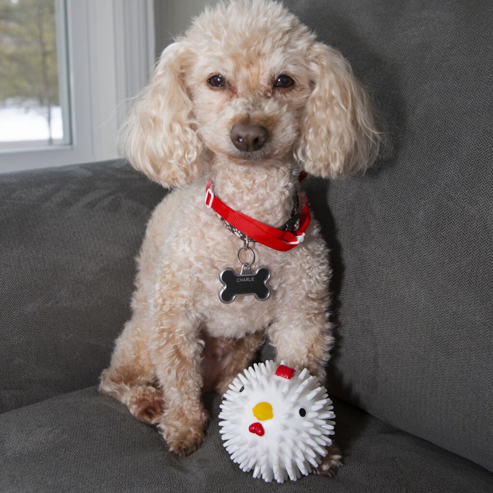 Chicken Dog Ball (DIG12)