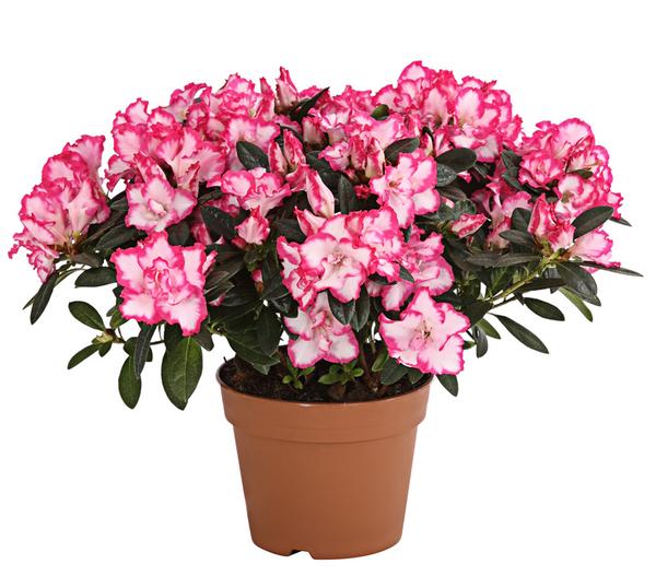 Zimmerazalee - Rhododendron simsii, zweifarbig
