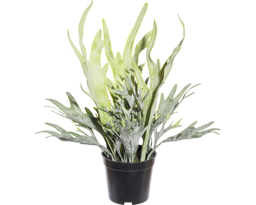 Kunstplant Platycerium, hoogte: 40 cm, groen