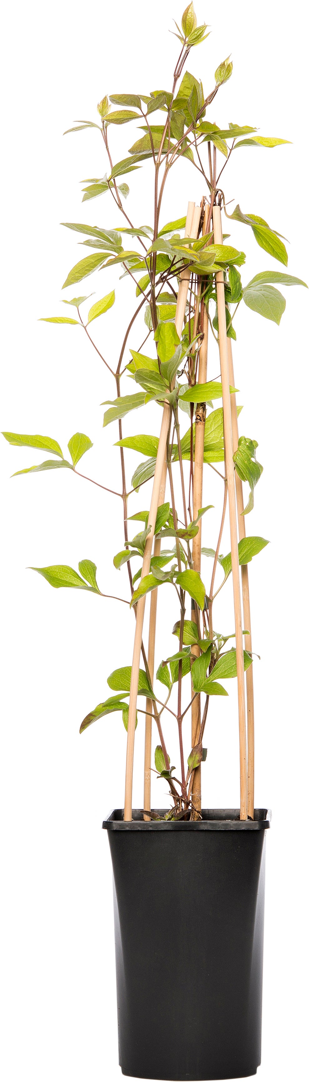 Bosrank (Clematis vitalba 'Vitiwester') D 17 H 75 cm