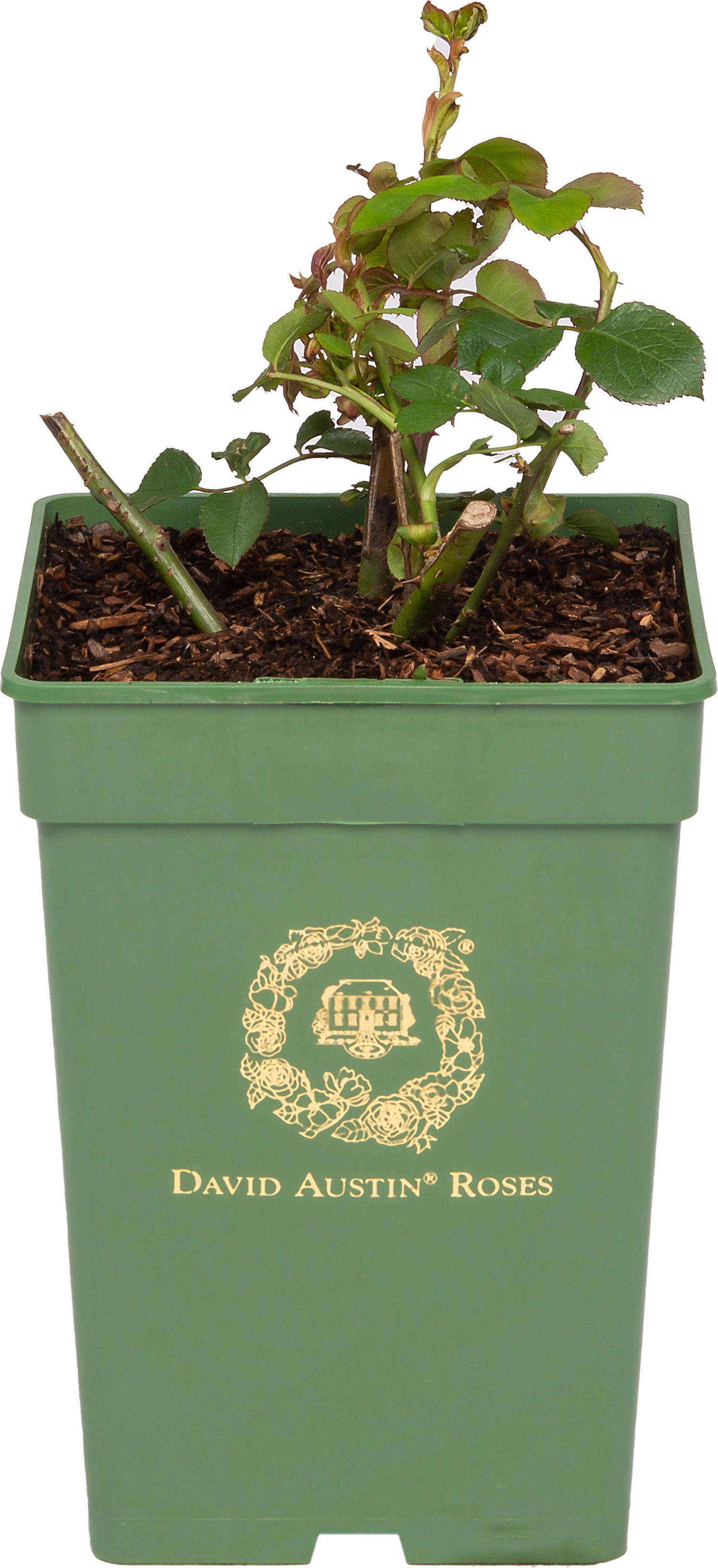 Roos (Rosa 'Gentle Hermione®') D 24 H 40 cm