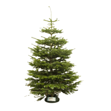 Nordmann kerstboom gezaagd 250-300 cm