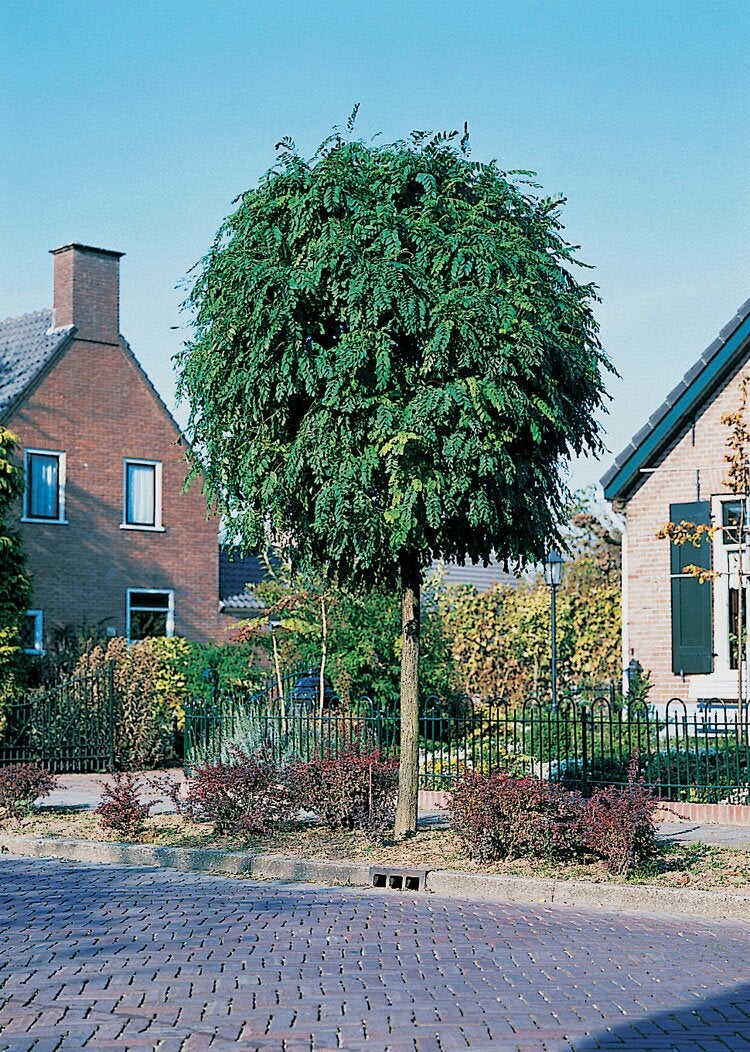 Bol Acacia (Robinia pseudoacacia 'Umbraculifera') D 28 H 110 cm