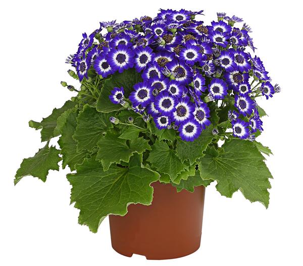 Teneriffa Stern - Cineraria