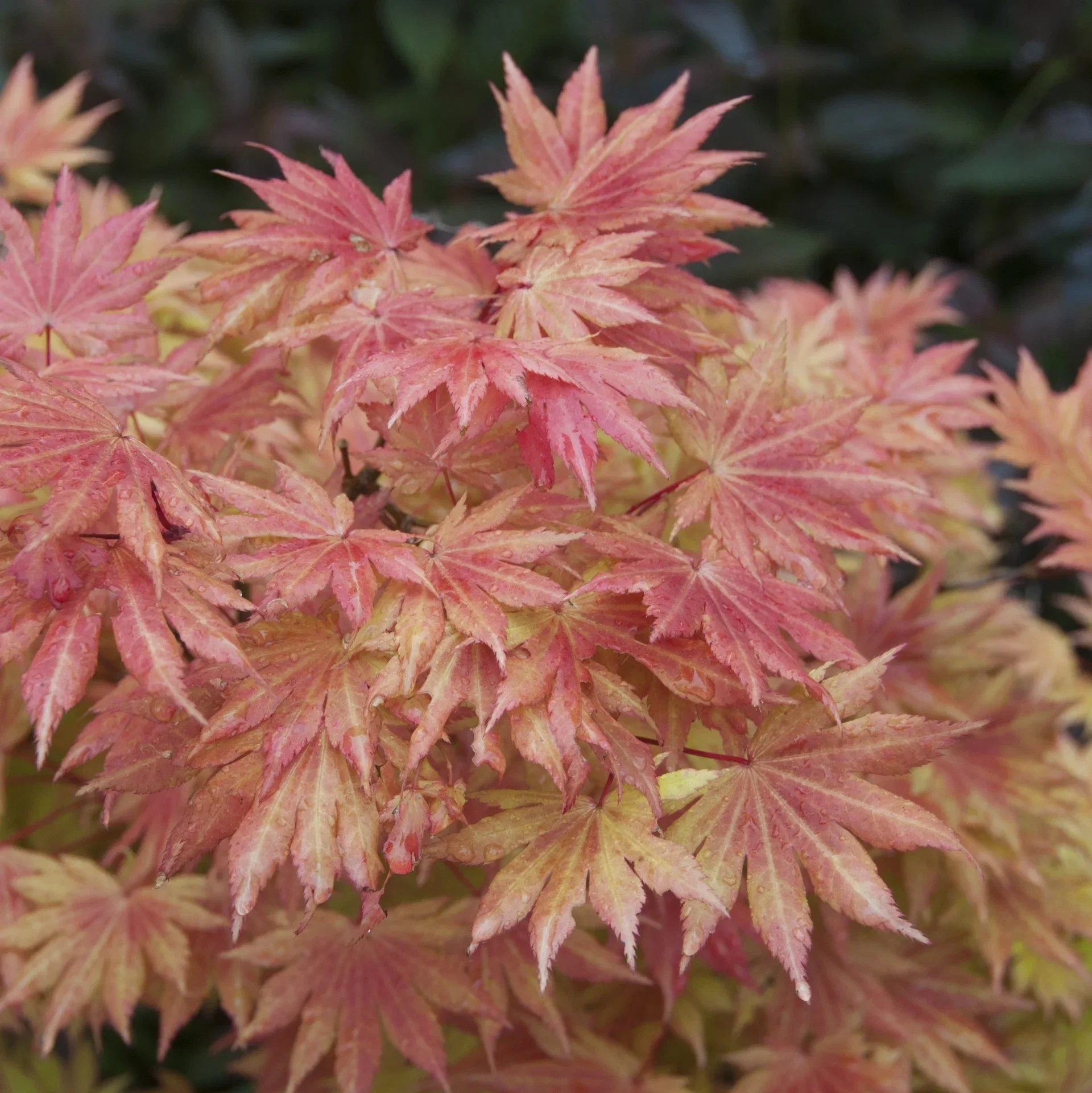 Acer shirasawanum MOONRISE ('Munn 001') Måneskinnslønn 'Moonrise' Høyde 25 cm