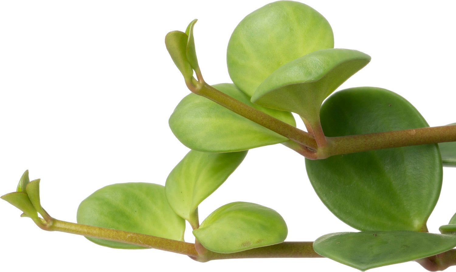 Biologische Peperomia (Peperomia tetraphylla 'Hope') D 11 H 15 cm