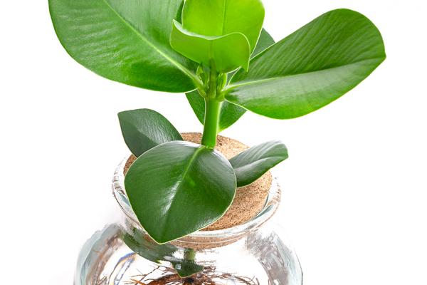 Waterplant Balsamapfel im Kugelglas - Clusia