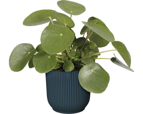 Elho Vibes opvouwbare plantenbak, kunststof, Ø 14,1 cm, H 12,9 cm, diepblauw