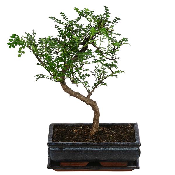 Bonsai Szechuan-Pfeffer - Zanthoxyllum