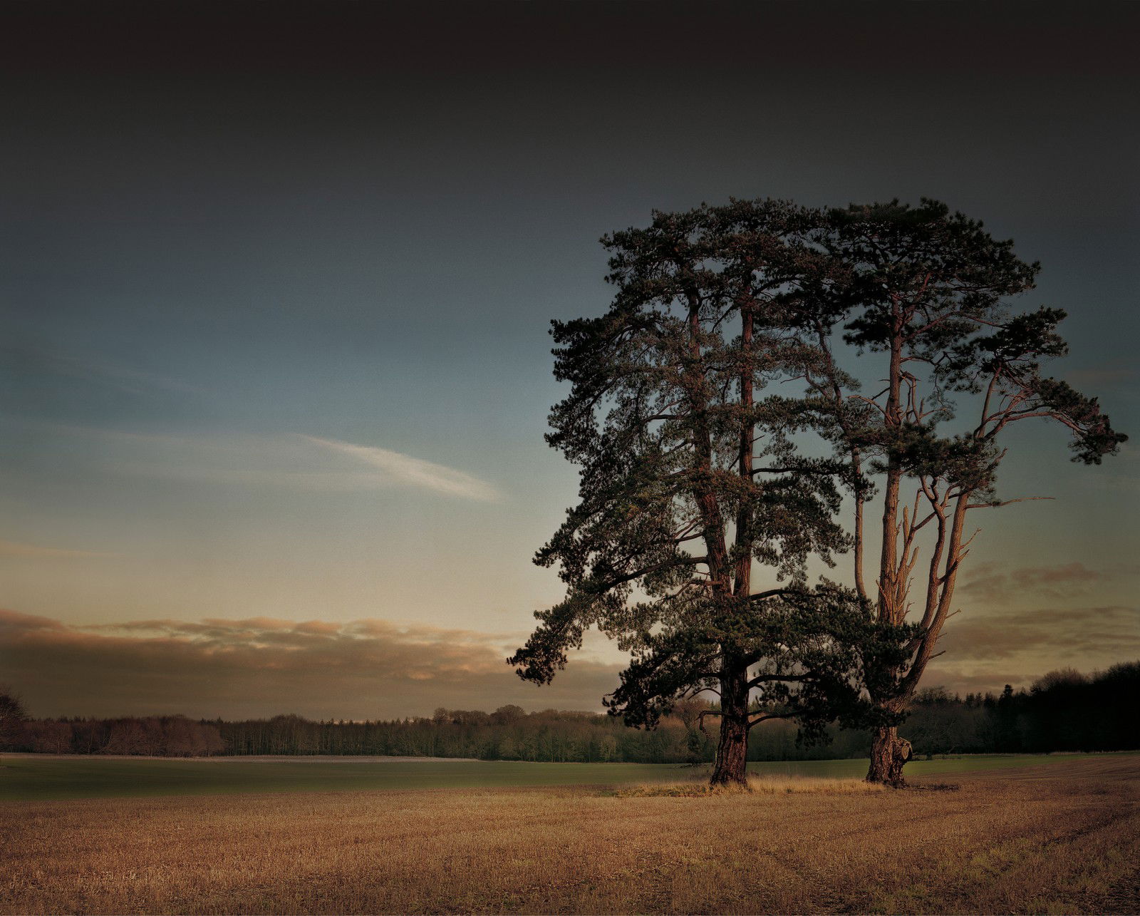 St Giles House Park Trees at Sunset by Justin Barton - Limited Edition. Edition of: 150. Signed.