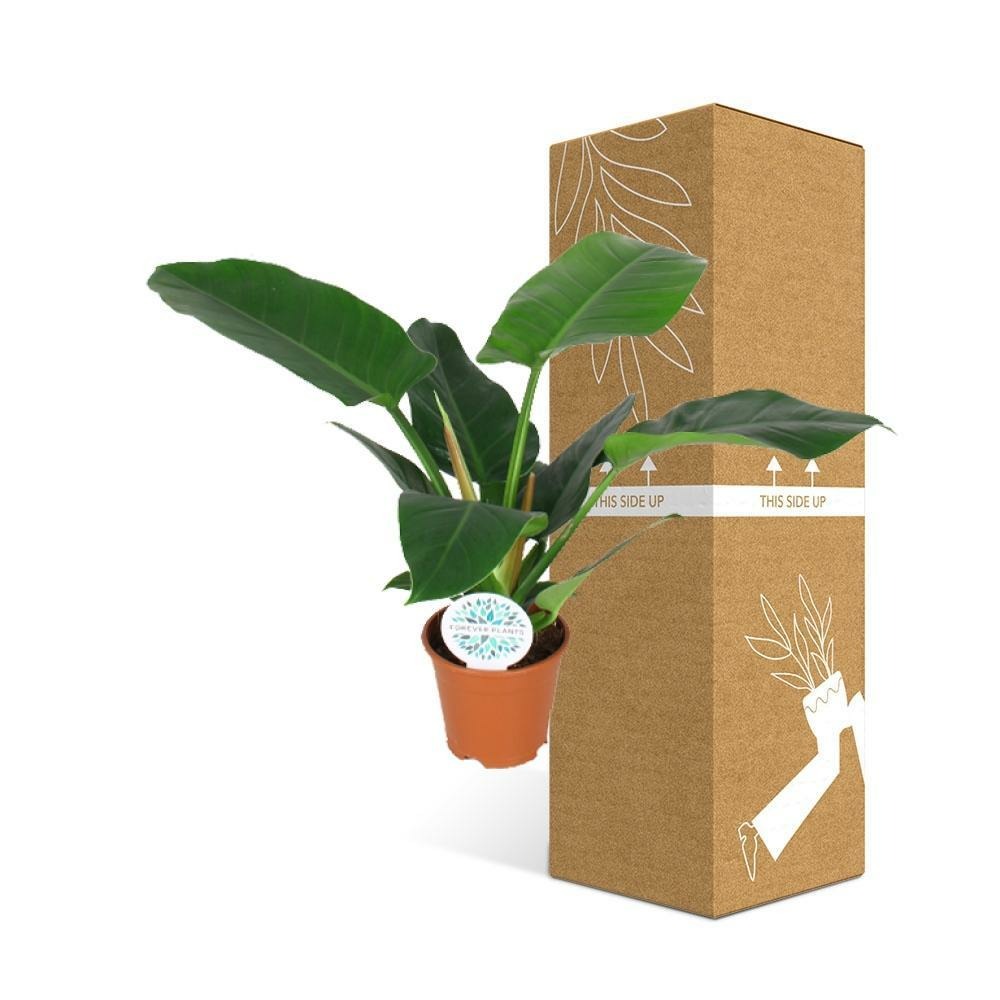 Plante d'intérieur - philodendron imperial green 40.0cm