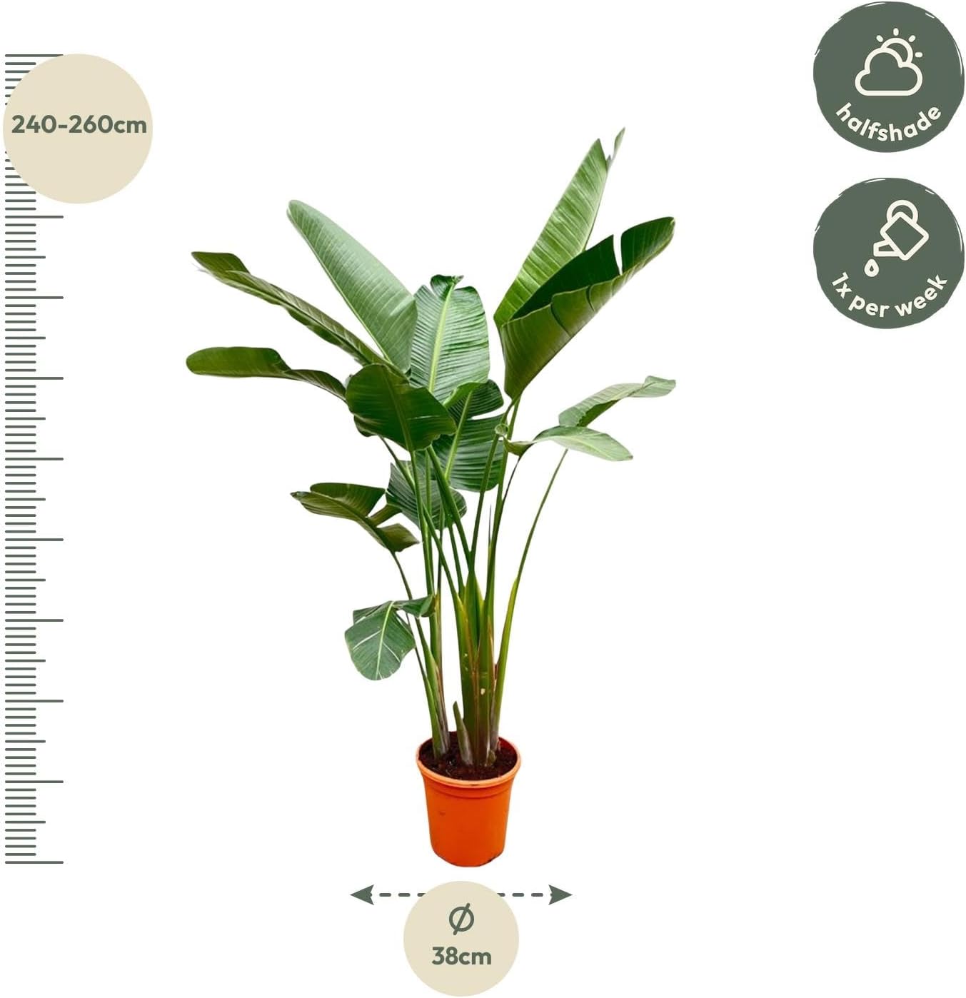 Strelitzia Augusta XXL - 225-250cm - Ø38cm - Zimmerpflanze - Immergrün